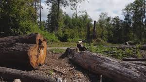 Best Commercial Tree Services  in Central Garage, VA